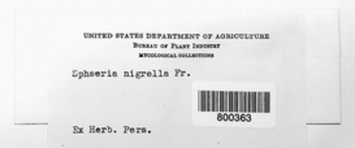 Didymella nigrella image